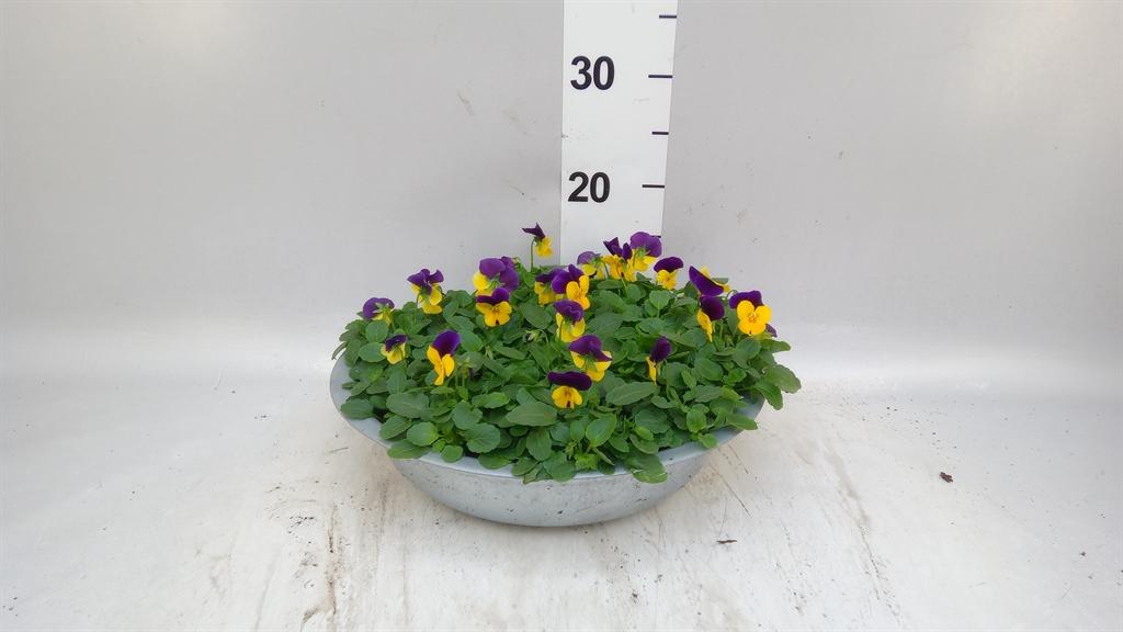 Горшечные цветы и растения оптом Viola Corn. evo Mini Lemon Purple A от 1шт (для телеги) из Голландии с доставкой по России