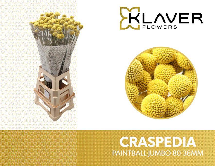 Срезанные цветы оптом Craspedia paintball jumbo от 100шт из Голландии с доставкой по России
