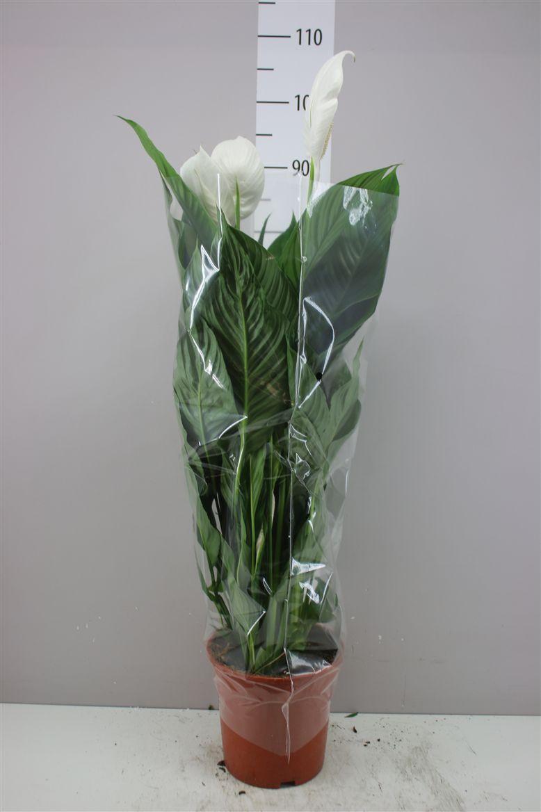 Горшечные цветы и растения оптом Spathiphyllum Sweet Lauretta от 1шт из Голландии с доставкой по России