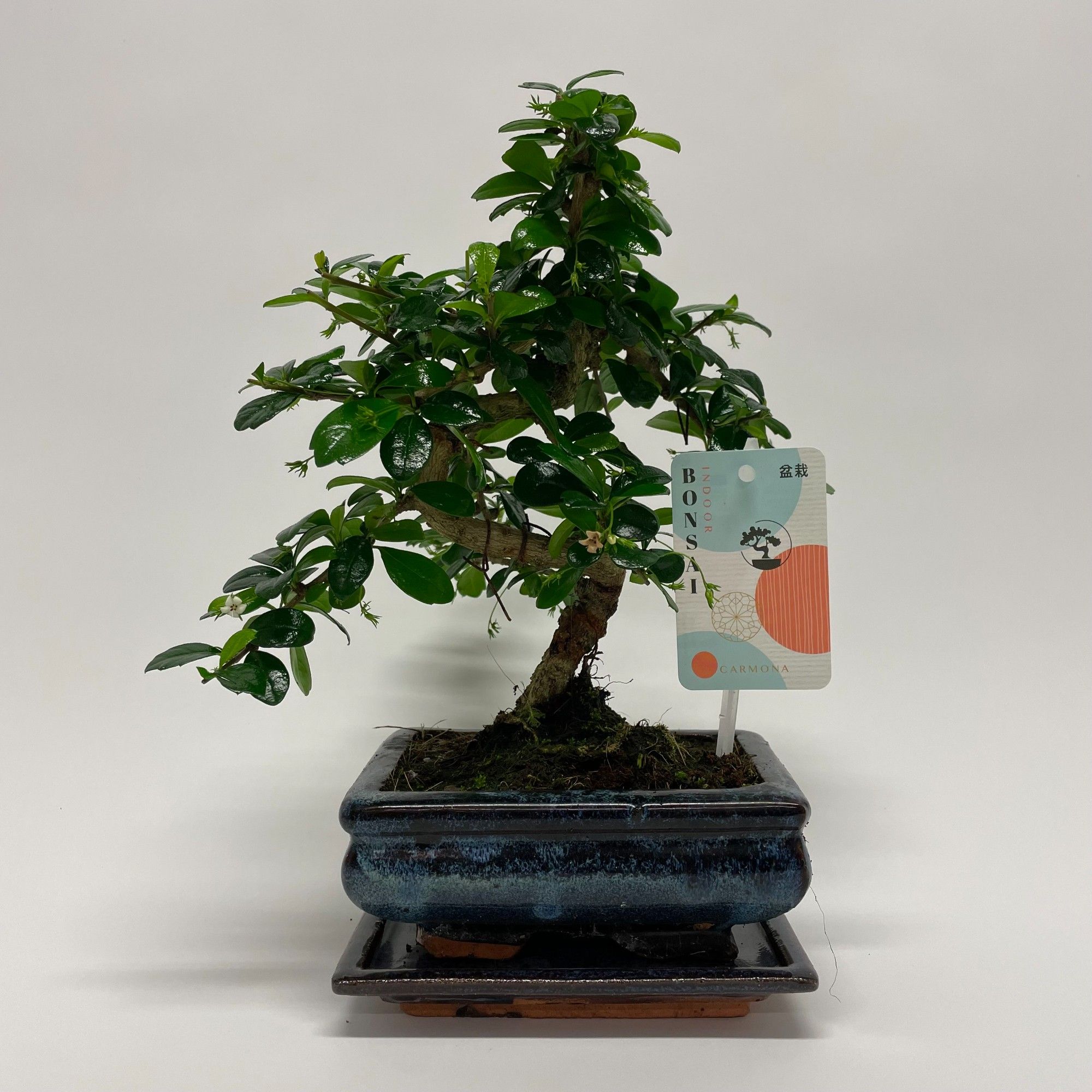 Горшечные цветы и растения оптом Bonsai Carmona S-shape Bonsai Traditional + Schot от 10шт из Голландии с доставкой по России