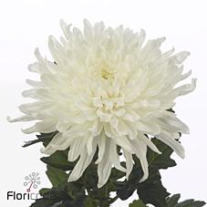 Срезанные цветы оптом Chrys bl skystar от 120шт из Голландии с доставкой по России