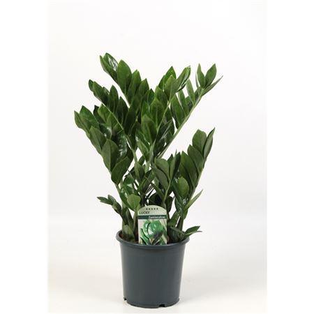 Горшечные цветы и растения оптом Zamioculcas 7+ от 6шт из Голландии с доставкой по России