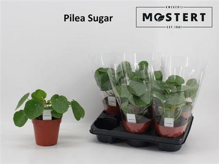 Горшечные цветы и растения оптом Pilea Sugar от 6шт из Голландии с доставкой по России