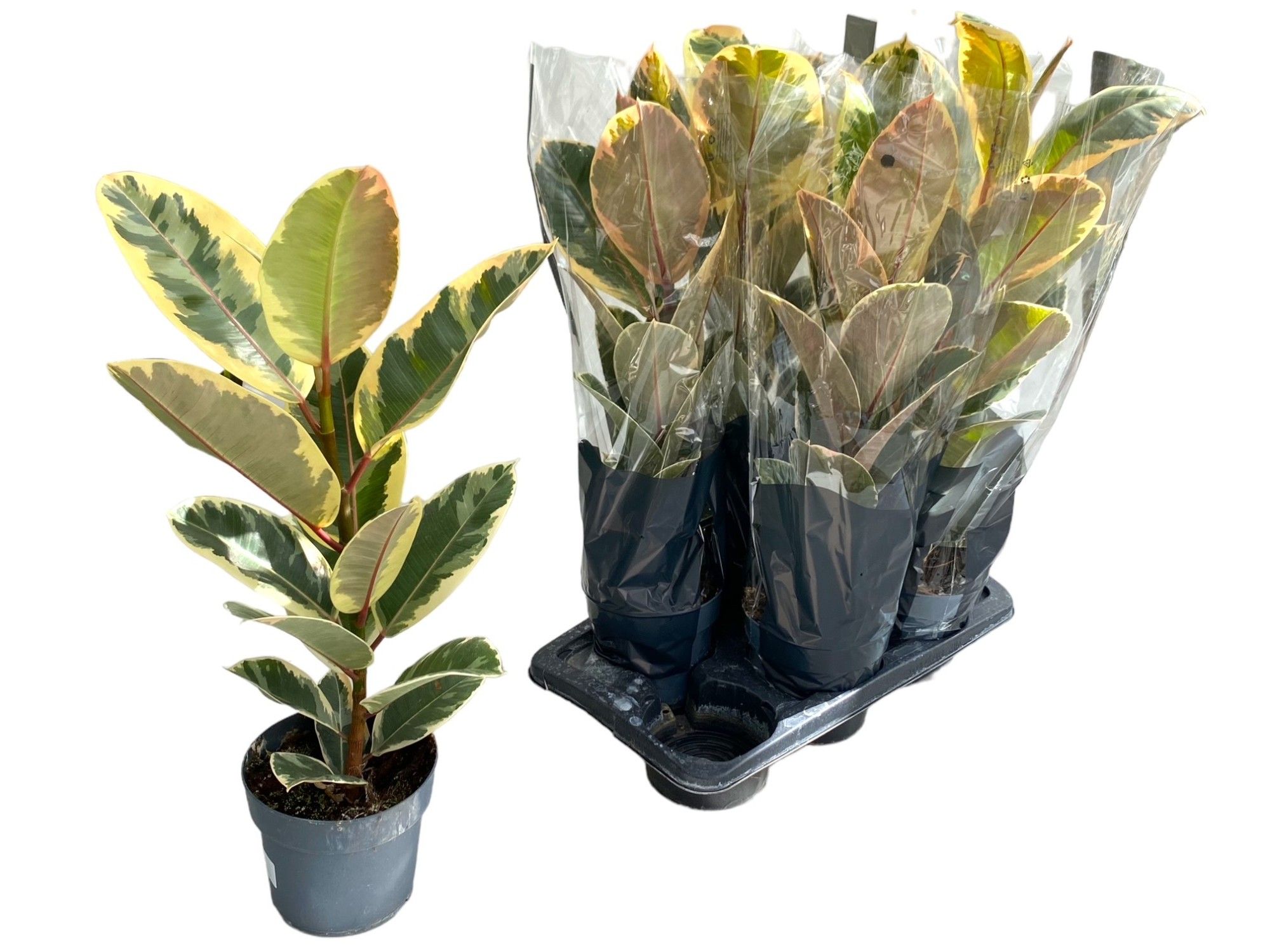 Горшечные цветы и растения оптом Fic El Tineke от 6шт из Голландии с доставкой по России