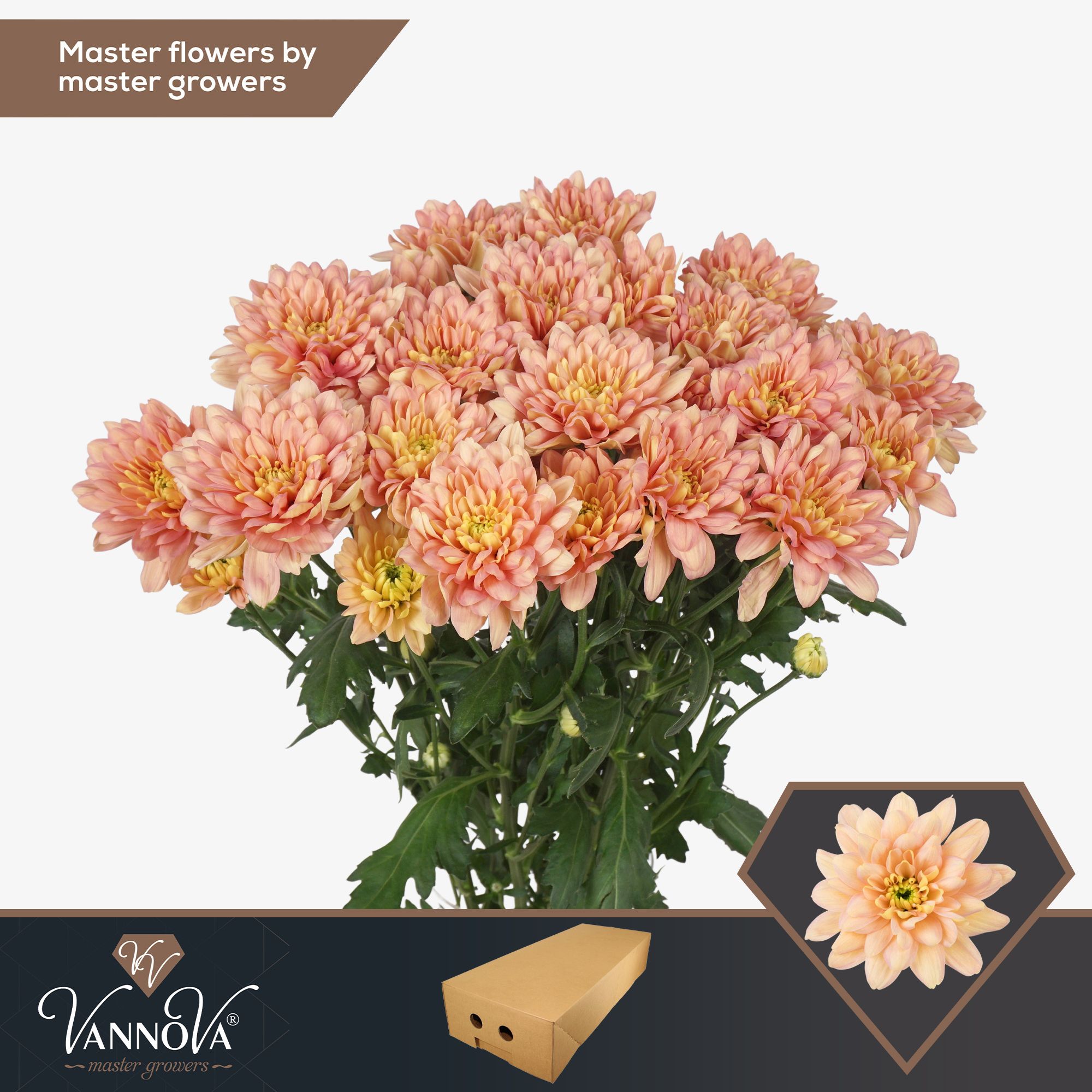 Срезанные цветы оптом Chrys sp baltica salmon от 80шт. из Голландии с доставкой по России