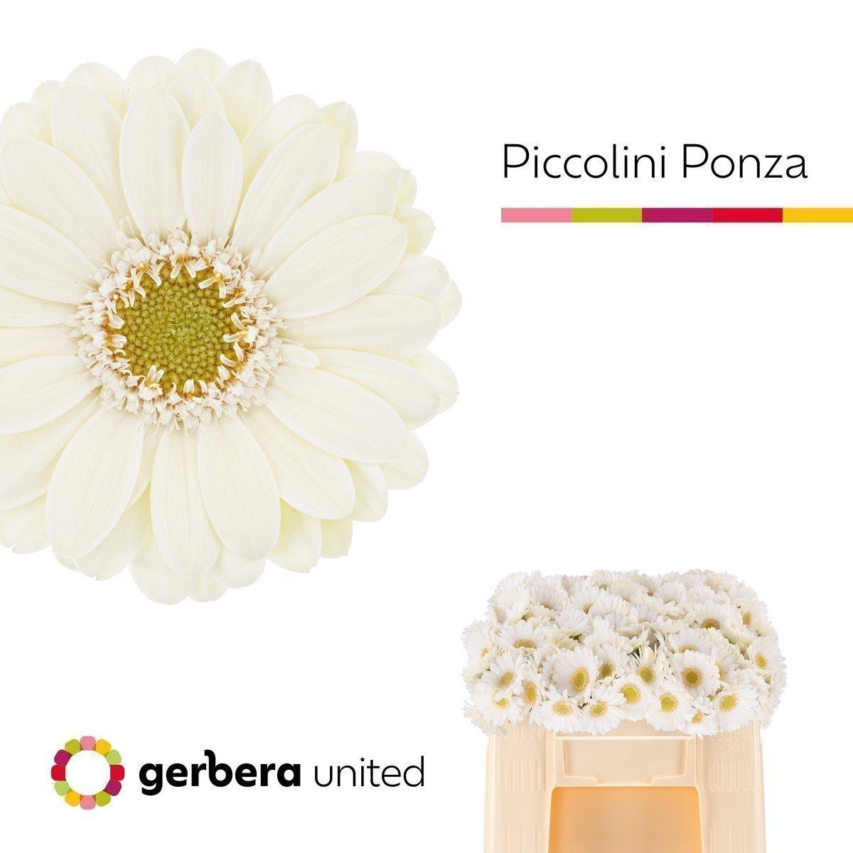 Срезанные цветы оптом Germini nano ponza от 120шт из Голландии с доставкой по России