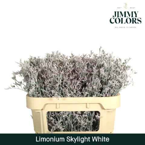 Срезанные цветы оптом Limonium skylight paint white от 75шт из Голландии с доставкой по России