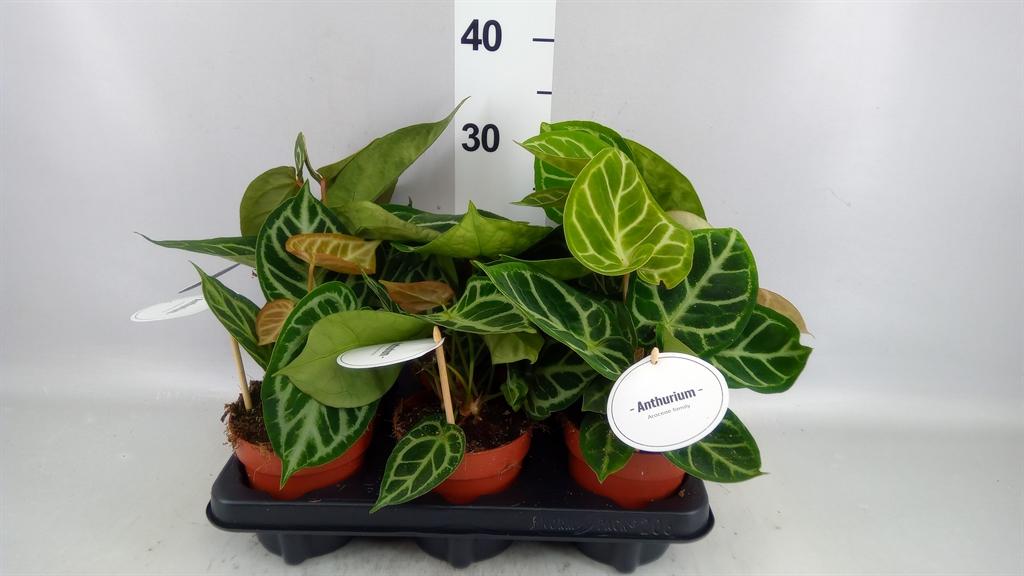Горшечные цветы и растения оптом Anthurium ... от 6шт из Голландии с доставкой по России