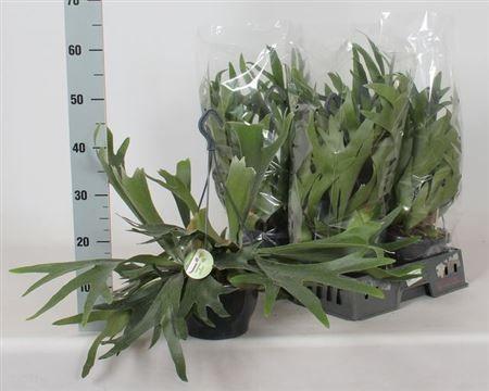 Горшечные цветы и растения оптом Platyc Bifurcatum P21 от 4шт из Голландии с доставкой по России