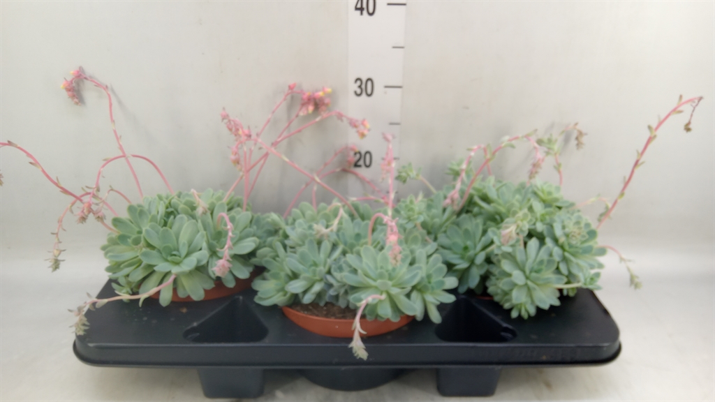 Горшечные цветы и растения оптом Echeveria Elegans от 3шт из Голландии с доставкой по России