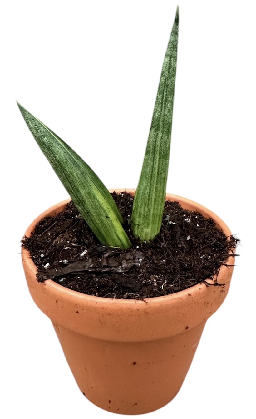 Горшечные цветы и растения оптом Sansevieria Boncel Variegata от 1шт (для телеги) из Голландии с доставкой по России