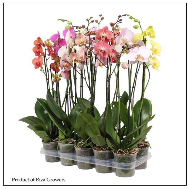 Горшечные цветы и растения оптом Phal 2st Mix 16+ ( Orchid Growers ) от 10шт из Голландии с доставкой по России