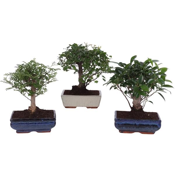 Горшечные цветы и растения оптом Bonsai Mix In Ceramic Ball Shape от 6шт из Голландии с доставкой по России
