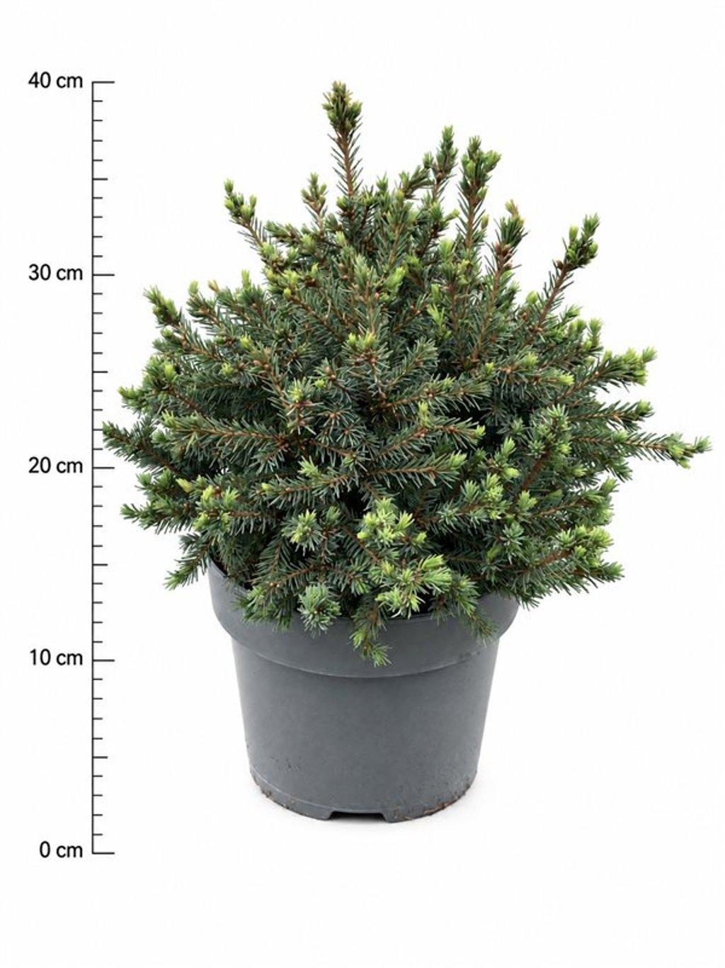 Горшечные цветы и растения оптом Picea Glauca Echiniformis от 1шт из Голландии с доставкой по России