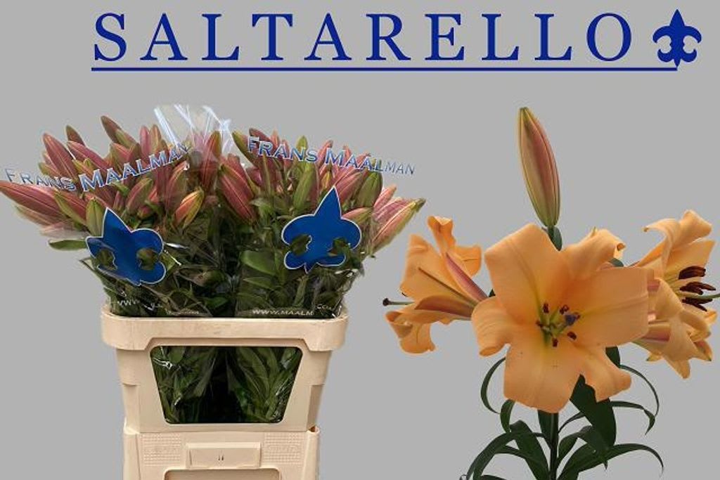 Срезанные цветы оптом Lilium or saltarello от 30шт из Голландии с доставкой по России