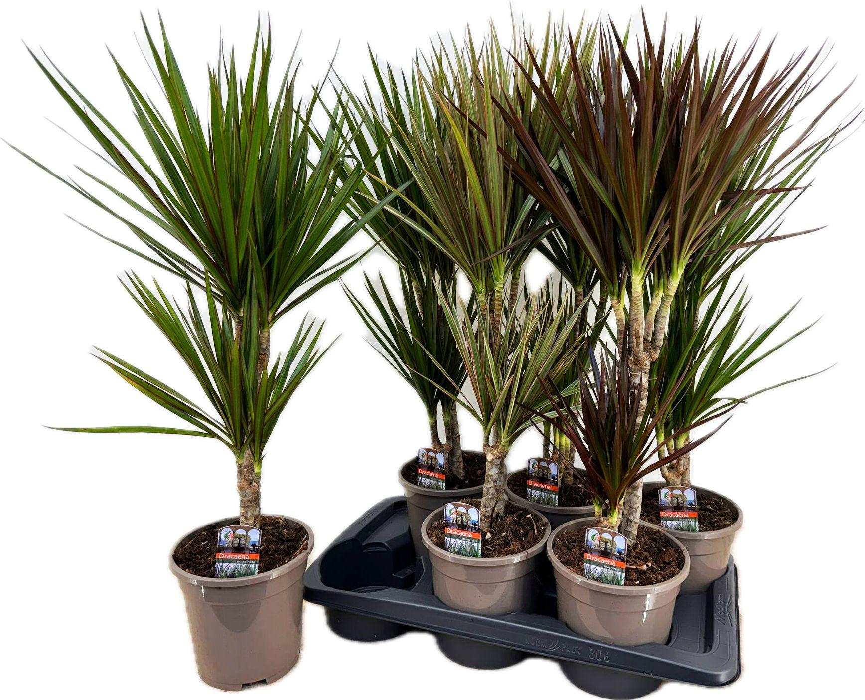 Горшечные цветы и растения оптом Dra Gem от 6шт из Голландии с доставкой по России