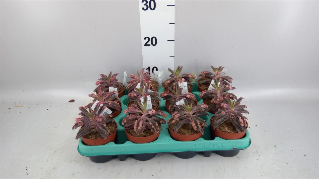 Горшечные цветы и растения оптом Kalanchoe Nf Daigremontiana от 12шт (для телеги) из Голландии с доставкой по России