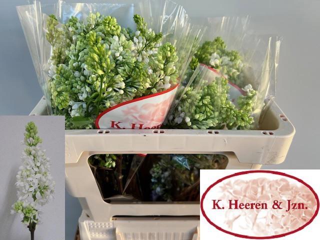 Срезанные цветы оптом Syringa per bunch white от 5шт из Голландии с доставкой по России Срезанные цветы оптом Syringa per bunch white от 5шт из Голландии с доставкой по России