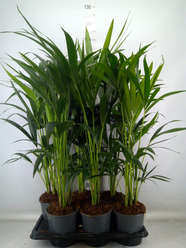 Горшечные цветы и растения оптом Howea Forsteriana от 6шт из Голландии с доставкой по России Горшечные цветы и растения оптом Howea Forsteriana от 6шт из Голландии с доставкой по России