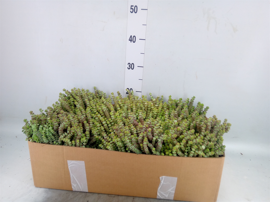 Горшечные цветы и растения оптом Crassula Marnieriana от 7шт из Голландии с доставкой по России