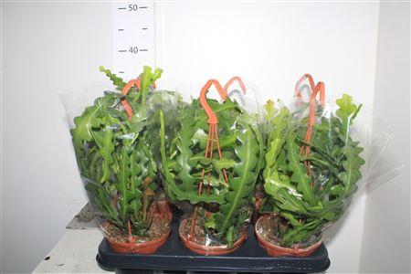 Горшечные цветы и растения оптом Epiphyllum Anguliger Hangpopt от 6шт из Голландии с доставкой по России