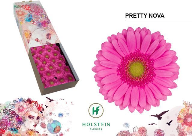 Срезанные цветы оптом Gerbera pretty nova от 50шт из Голландии с доставкой по России