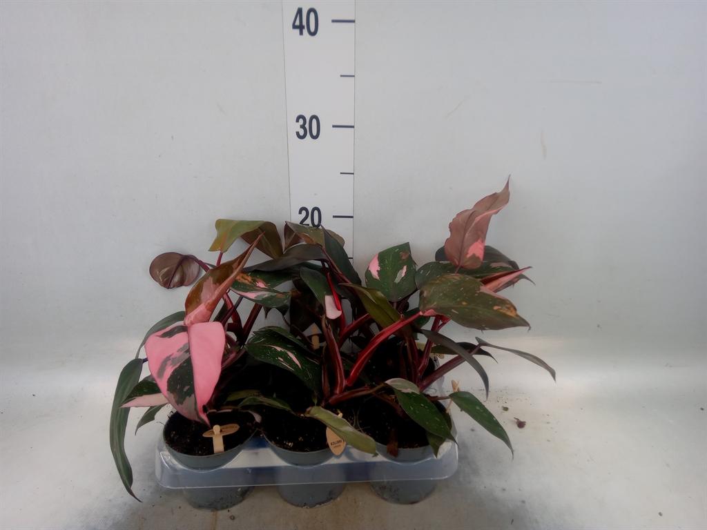 Горшечные цветы и растения оптом Philodendron   ... от 6шт (для телеги) из Голландии с доставкой по России