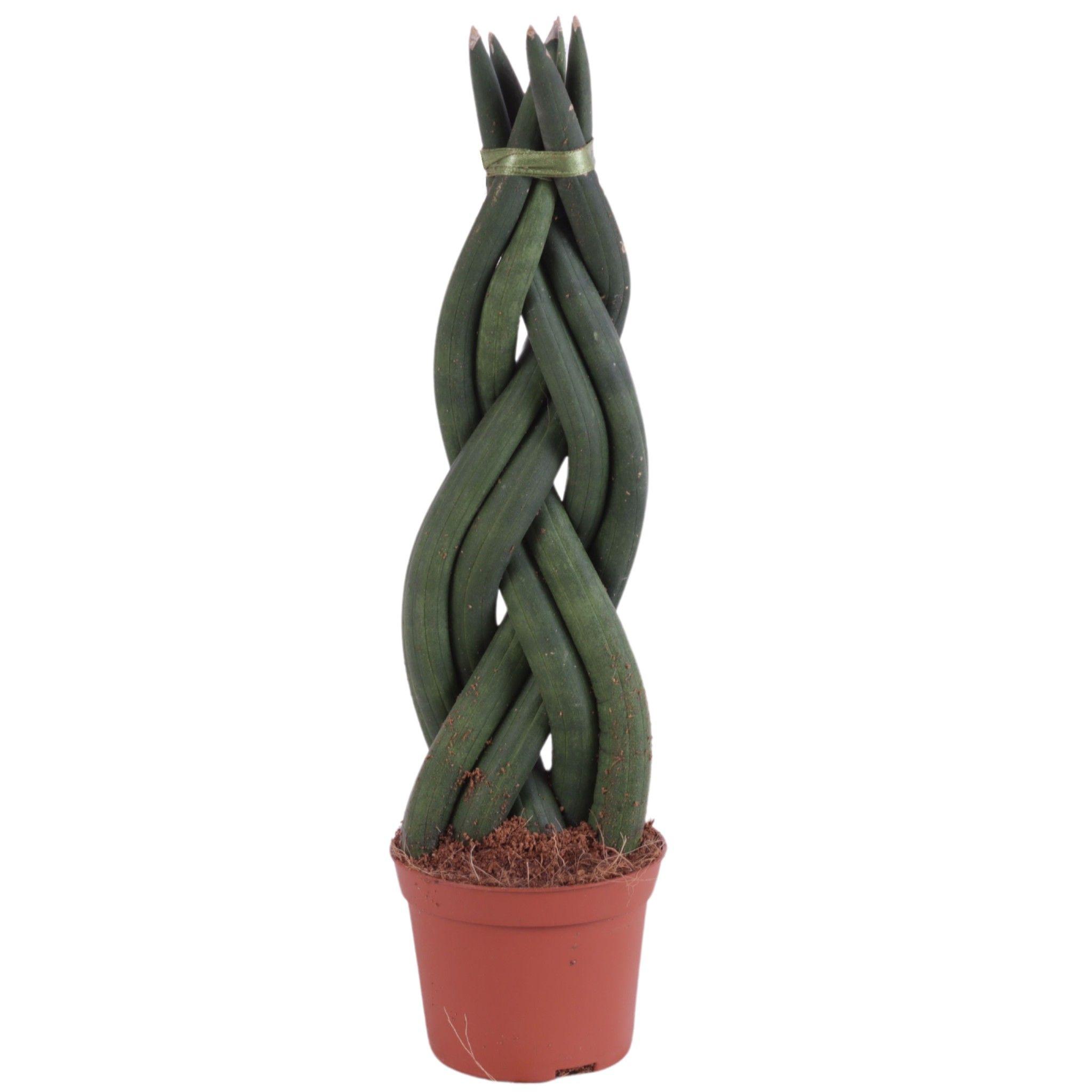 Горшечные цветы и растения оптом Sansevieria Cylindrica Twisted от 20шт (для телеги) из Голландии с доставкой по России