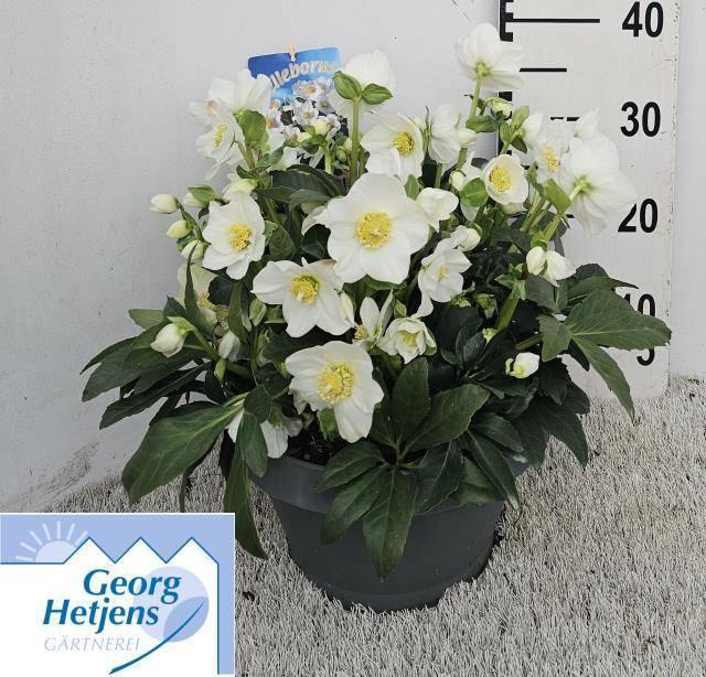 Горшечные цветы и растения оптом Hell Ni Hgc Wintergo от 1шт из Голландии с доставкой по России