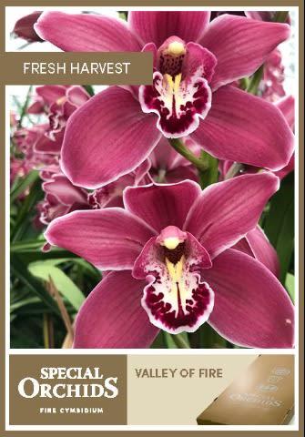 Срезанные цветы оптом Cymbidium red valley of fire от 4шт из Голландии с доставкой по России