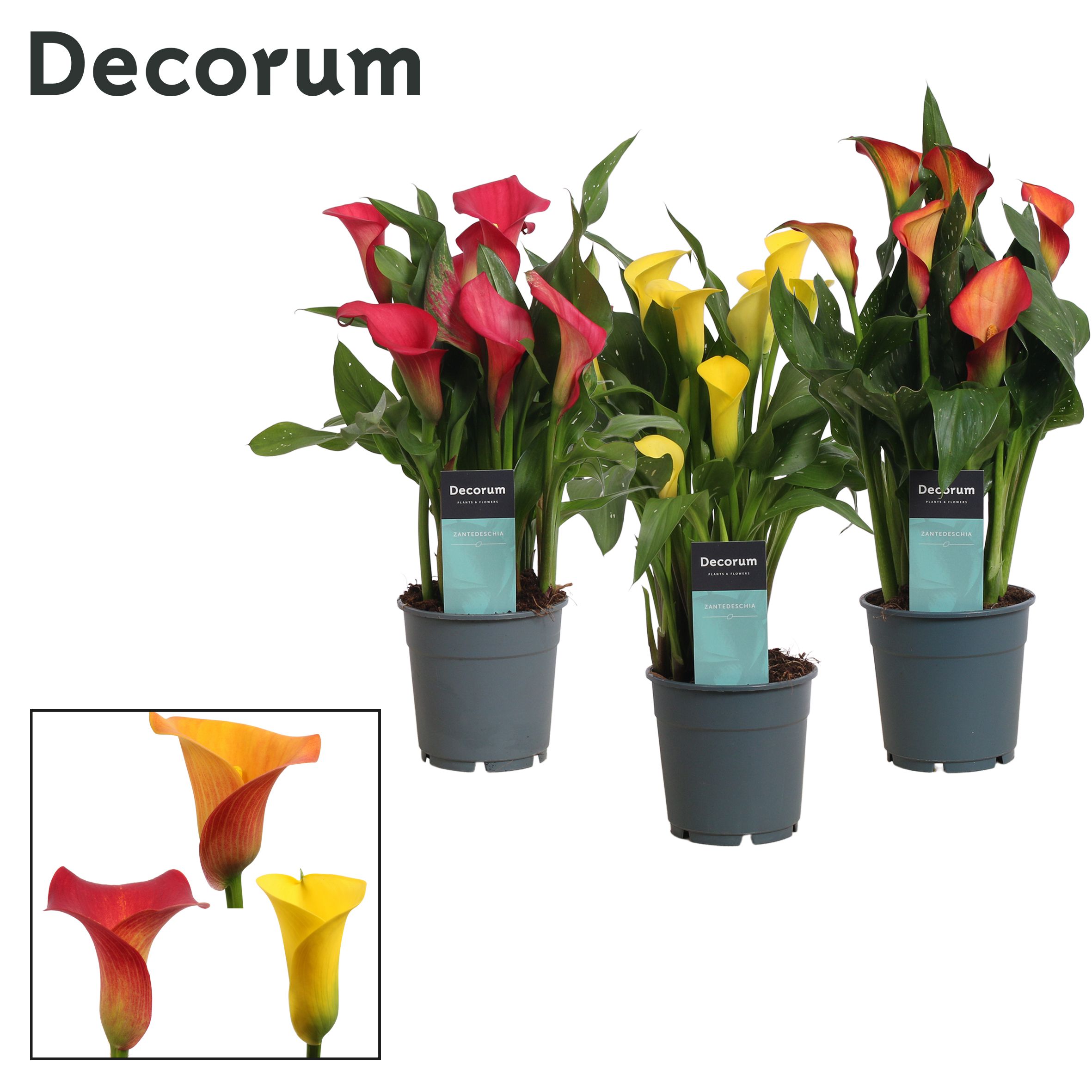 Горшечные цветы и растения оптом Zantedeschia Mix Sunny (decorum) от 10шт из Голландии с доставкой по России
