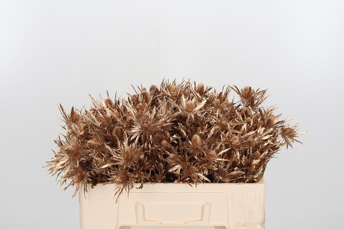 Срезанные цветы оптом Eryngium orion paint antique gold от 40шт из Голландии с доставкой по России