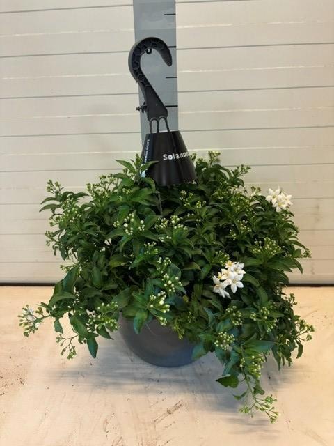 Горшечные цветы и растения оптом Solanum Jasminoides от 1шт из Голландии с доставкой по России