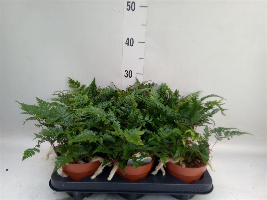Горшечные цветы и растения оптом Humata Griffithiana Var. Tyermannii от 6шт из Голландии с доставкой по России