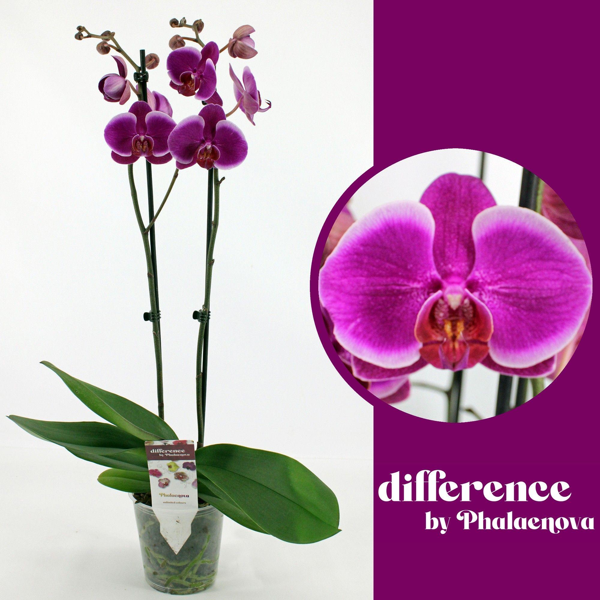 Горшечные цветы и растения оптом Phal 2st Durban 14+ (phalaenova) от 10шт из Голландии с доставкой по России