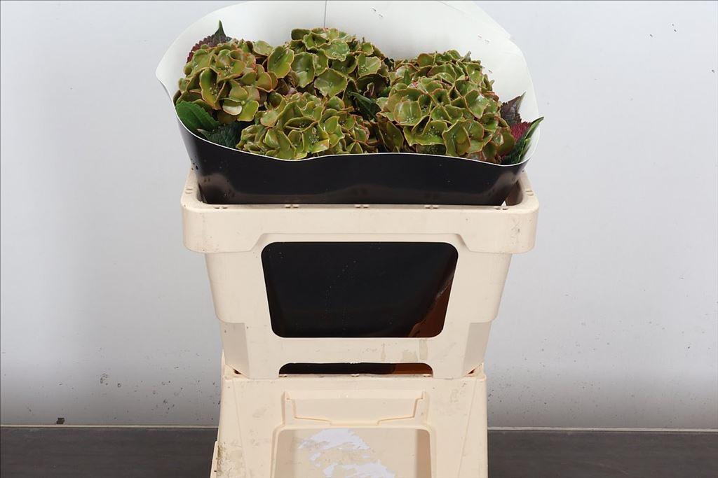 Срезанные цветы оптом Hydrangea wax green olive от 5шт из Голландии с доставкой по России