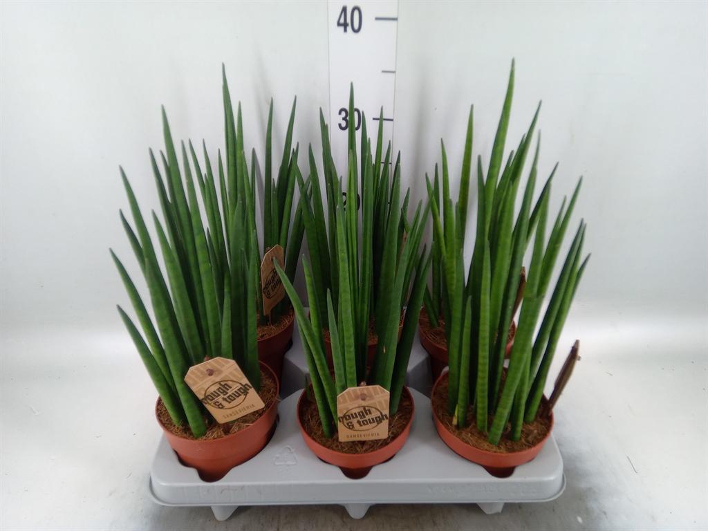 Горшечные цветы и растения оптом Sansevieria Bacularis от 6шт из Голландии с доставкой по России
