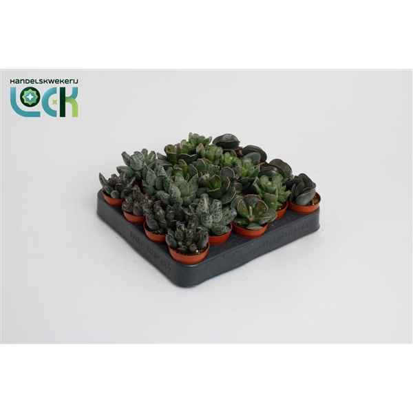 Горшечные цветы и растения оптом Adromischus Mix (living Stone) от 20шт из Голландии с доставкой по России