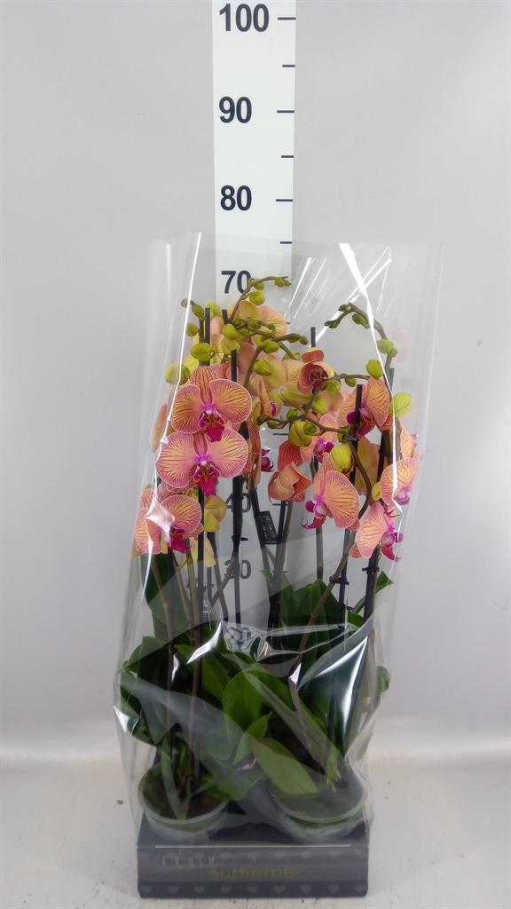 Горшечные цветы и растения оптом Phalaenopsis golden Leopard от 5шт из Голландии с доставкой по России