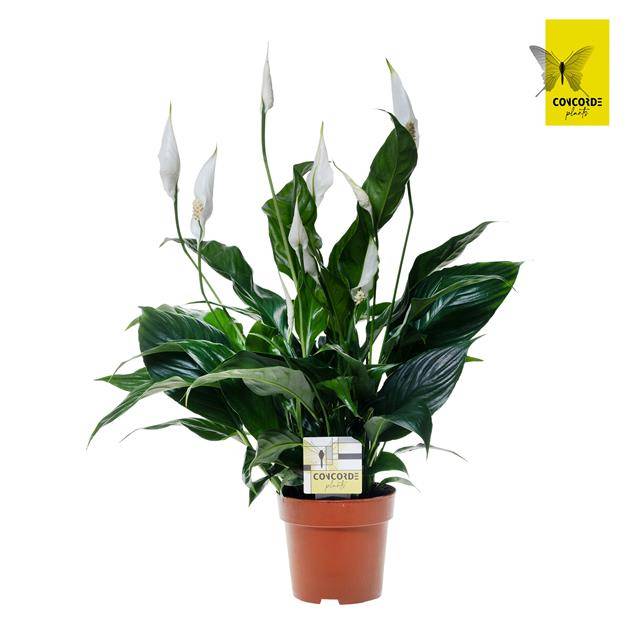 Горшечные цветы и растения оптом Spathiphyllum Sweet Curiosa от 8шт из Голландии с доставкой по России