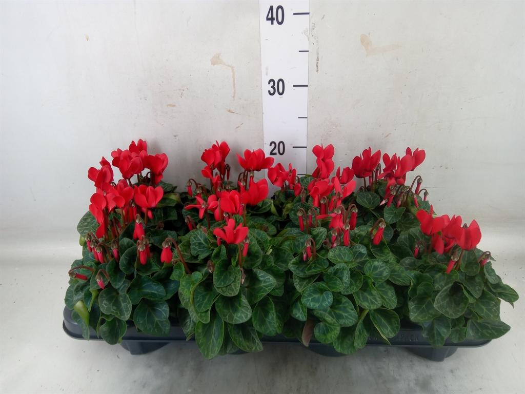 Горшечные цветы и растения оптом Cyclamen Super Carino Mix от 8шт (для телеги) из Голландии с доставкой по России