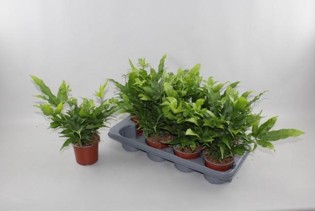Горшечные цветы и растения оптом Pteris Parkeri от 8шт из Голландии с доставкой по России