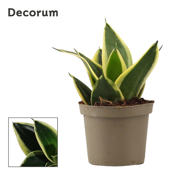 Горшечные цветы и растения оптом Sansevieria Hahnii Jade Pagoda (decorum) от 18шт из Голландии с доставкой по России