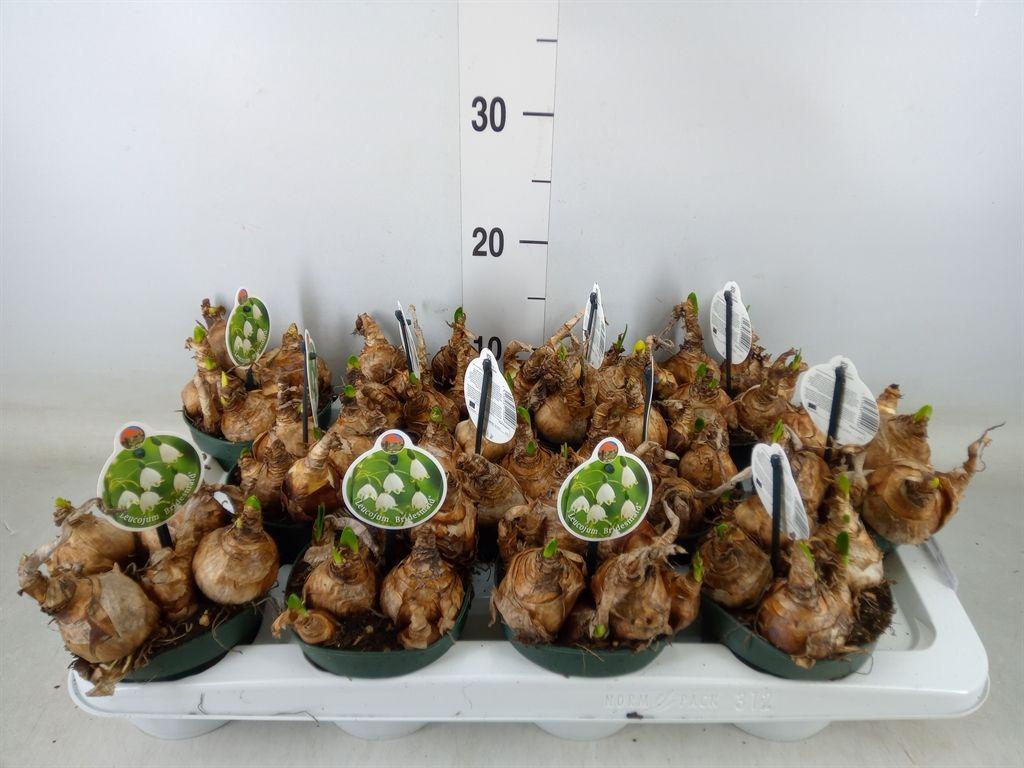 Горшечные цветы и растения оптом Leucojum Aestivum от 12шт из Голландии с доставкой по России