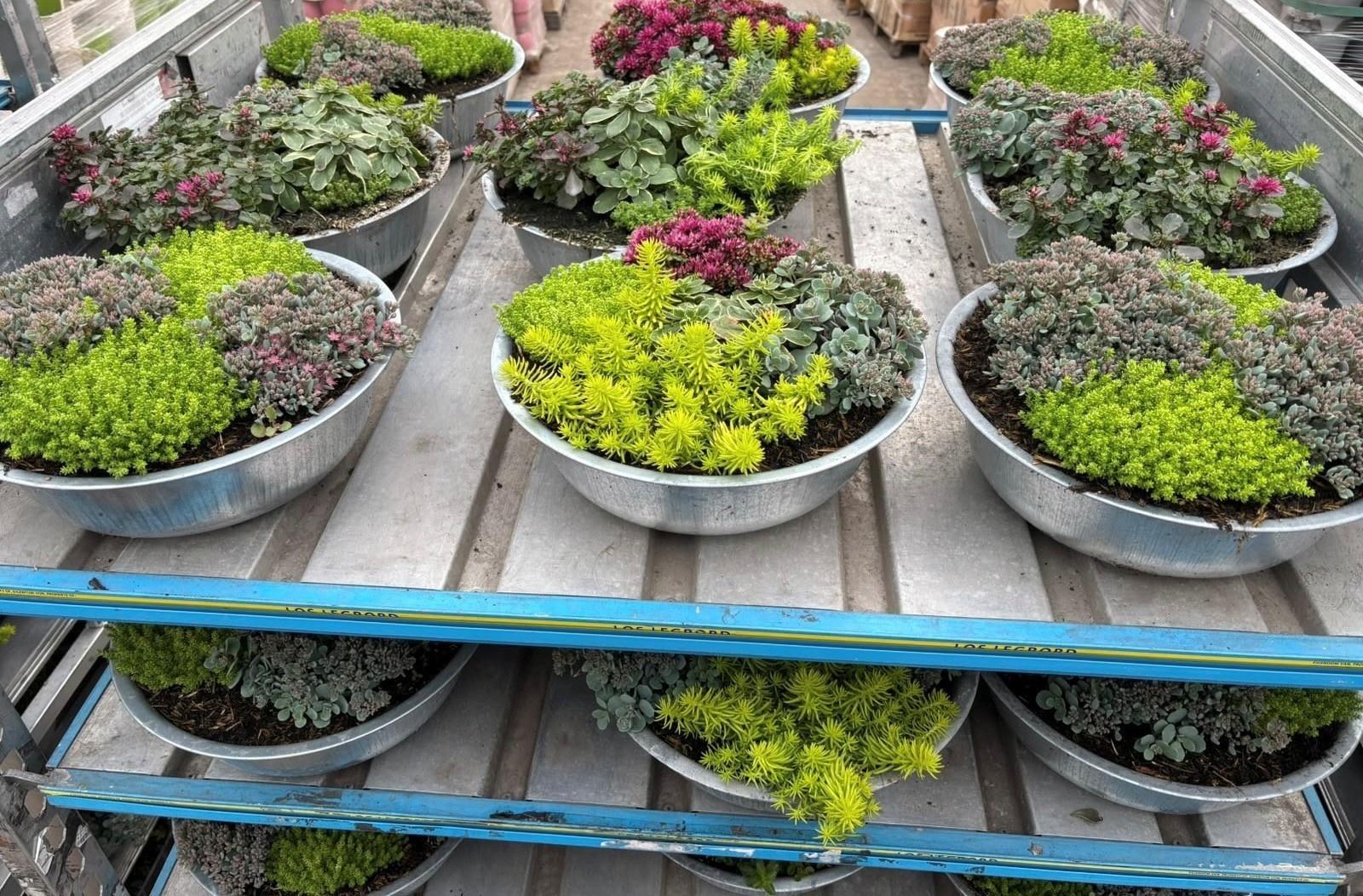 Горшечные цветы и растения оптом Sedum Gem от 1шт из Голландии с доставкой по России