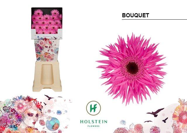 Срезанные цветы оптом Germini diamond gerspider bouquet от 80шт из Голландии с доставкой по России