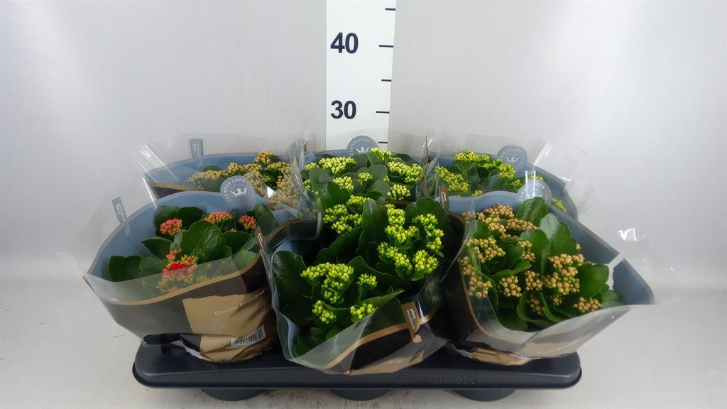 Горшечные цветы и растения оптом Kalanchoe Blos. royaldon ..mix от 6шт из Голландии с доставкой по России