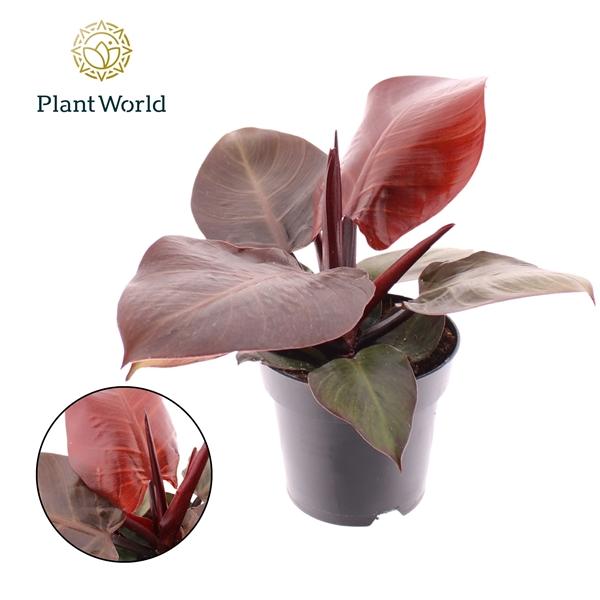 Горшечные цветы и растения оптом Philodendron Cherry Red от 10шт из Голландии с доставкой по России