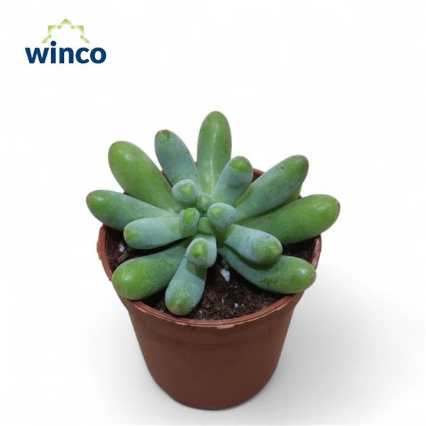 Горшечные цветы и растения оптом Graptosedum Pachyphyllum от 20шт (для телеги) из Голландии с доставкой по России