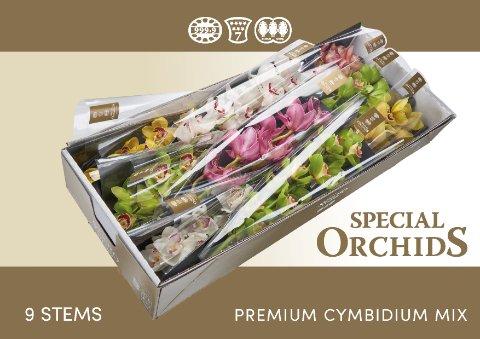 Срезанные цветы оптом Cymbidium mix от 9шт.. из Голландии с доставкой по России